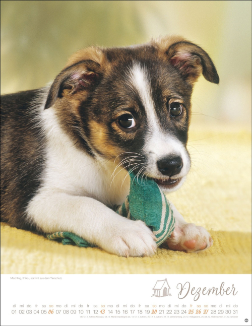 Hundekinder 2026, Produktbild 4
