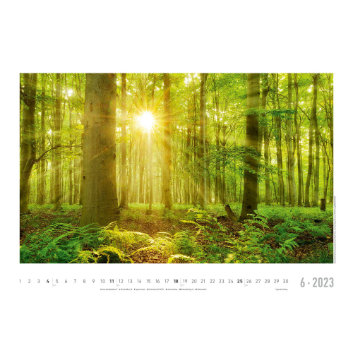 Lebensraum Wald 2023, Produktbild 3