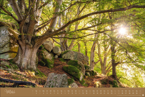 Zauberwälder 2026, Produktbild 4