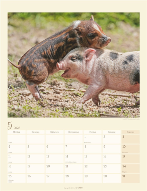 Schweinchen 2026, Produktbild 3