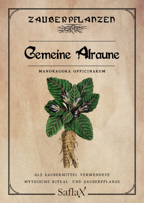 Zauberpflanzen „Gemeine Alraune“, Samen, Produktbild 1