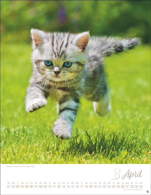 Katzenkalender 2026, Produktbild 2