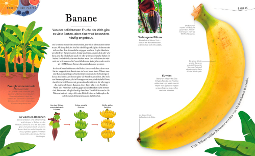 Große und kleine Schätze der Natur – Pflanzen, Produktbild 4