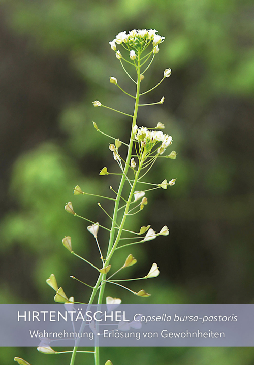 Pflanzenwesen erzählen, Produktbild 4