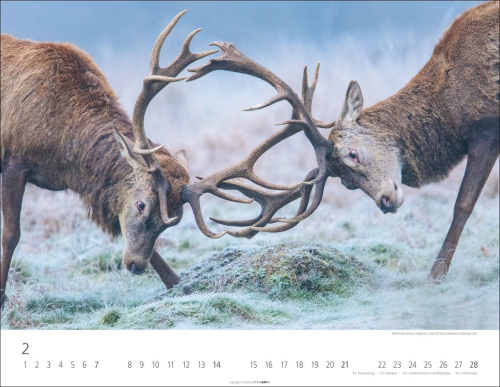 Heimische Wildtiere 2027, Produktbild 4