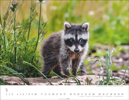 Heimische Wildtiere 2026, Produktbild 4