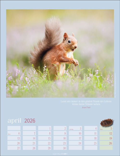Eichhörnchen 2026, Produktbild 4