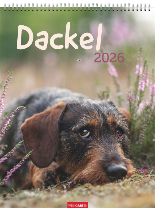Dackel 2026, Produktbild 1