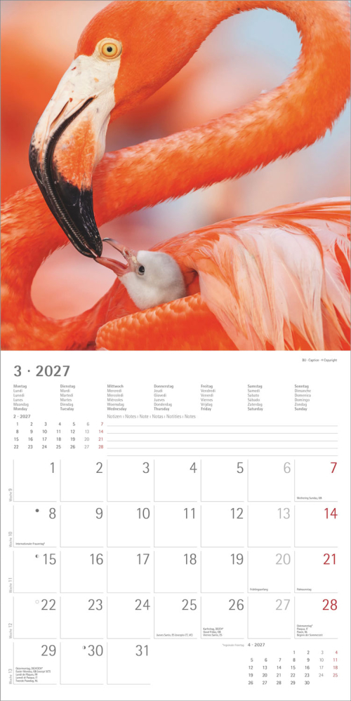 Tierbabys – Baby Animals 2027, Produktbild 3