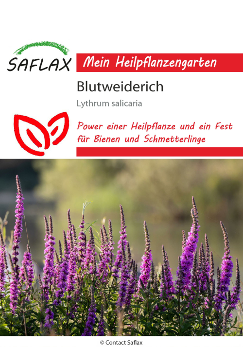 Blutweiderich, Samen, Produktbild 1