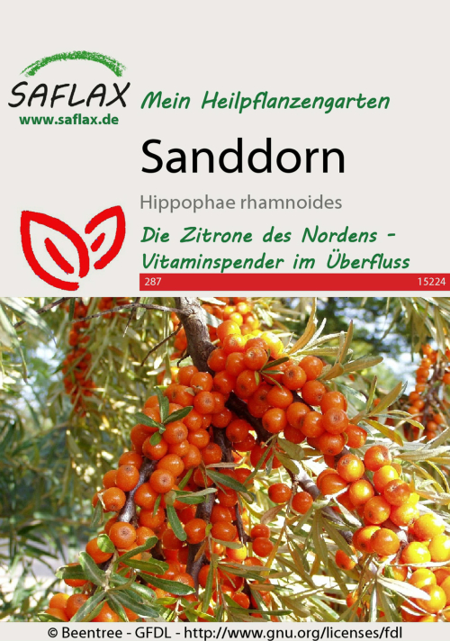 Sanddorn, Samen, Produktbild 1