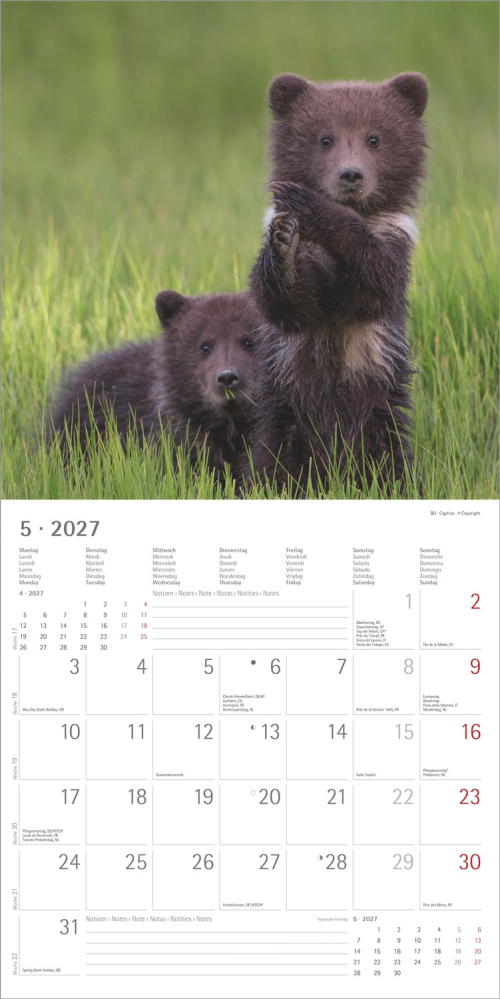 Tierbabys – Baby Animals 2027, Produktbild 4