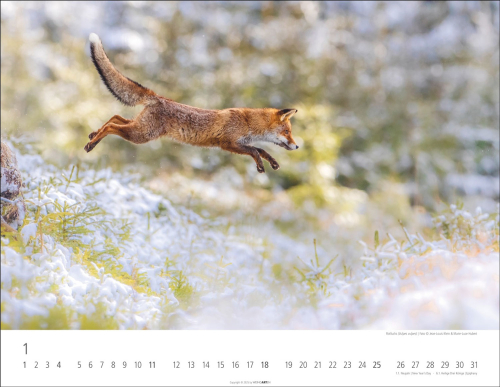 Heimische Wildtiere 2026, Produktbild 2