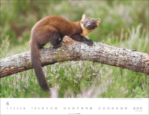 Heimische Wildtiere 2027, Produktbild 2