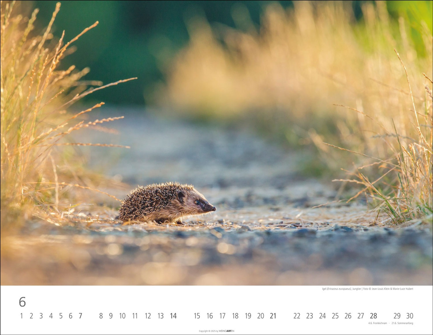 Heimische Wildtiere 2026, Produktbild 3