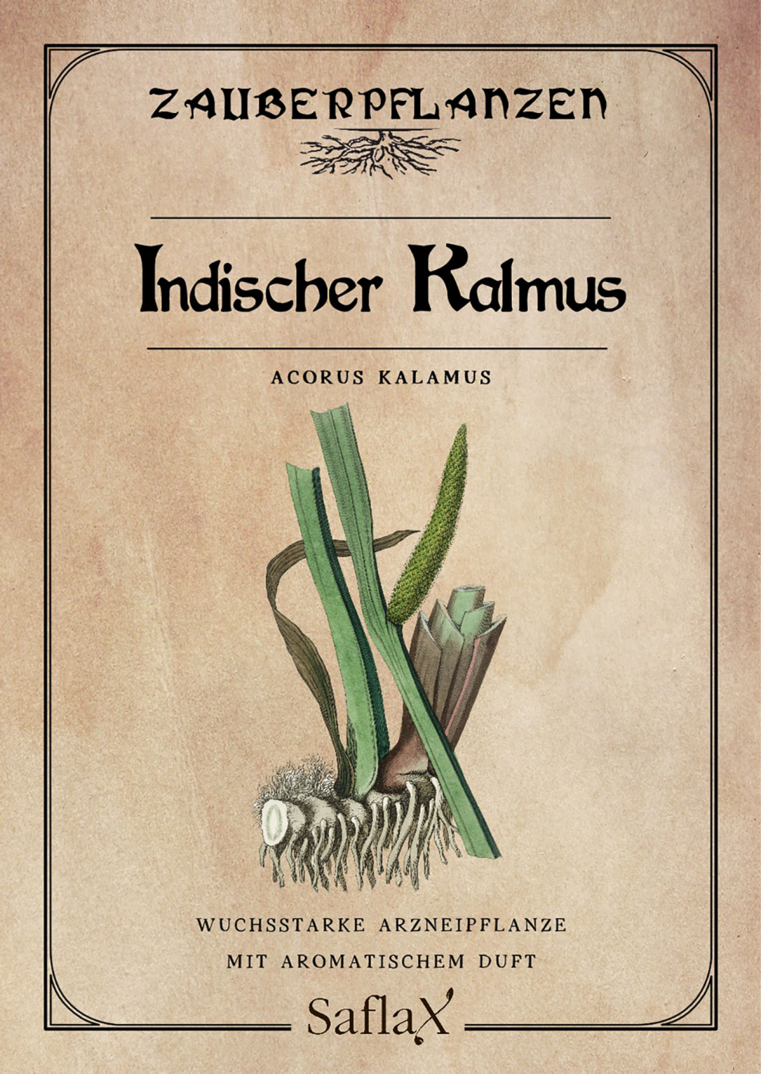 Zauberpflanzen „Indischer Kalmus“, Samen, Produktbild 1