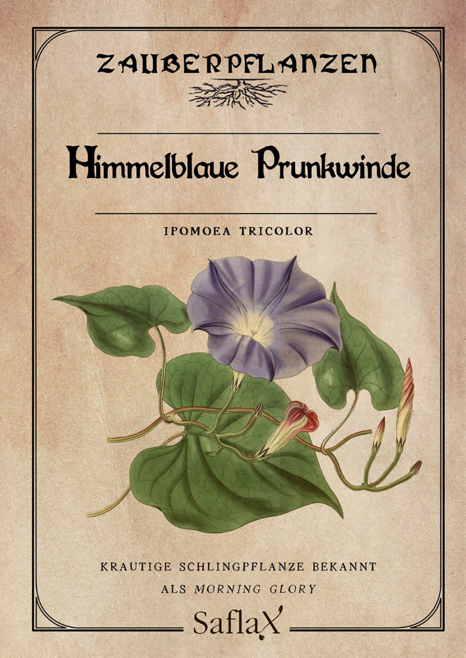 Zauberpflanzen „Himmelblaue Prunkwinde“, Samen, Produktbild 1