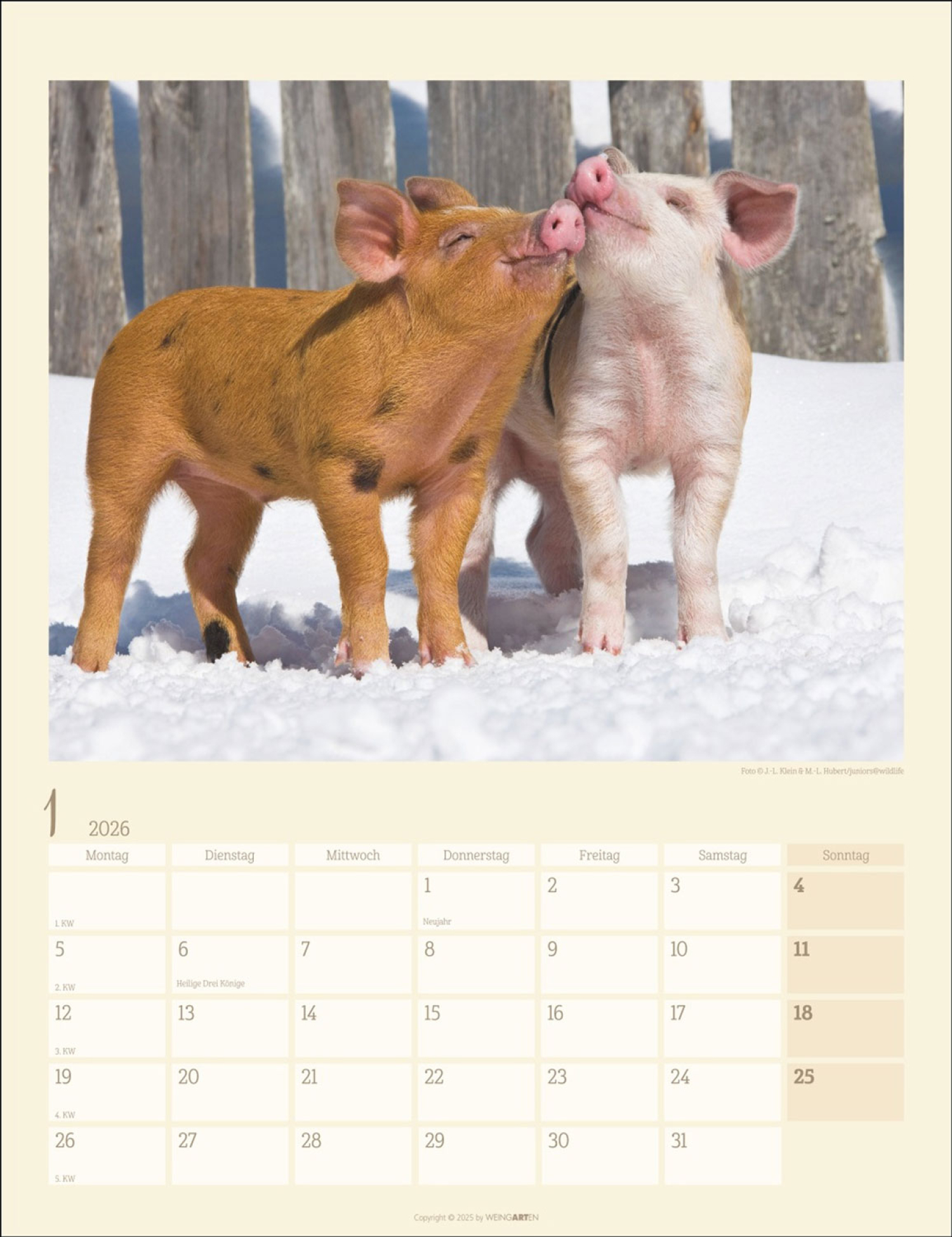 Schweinchen 2026, Produktbild 4