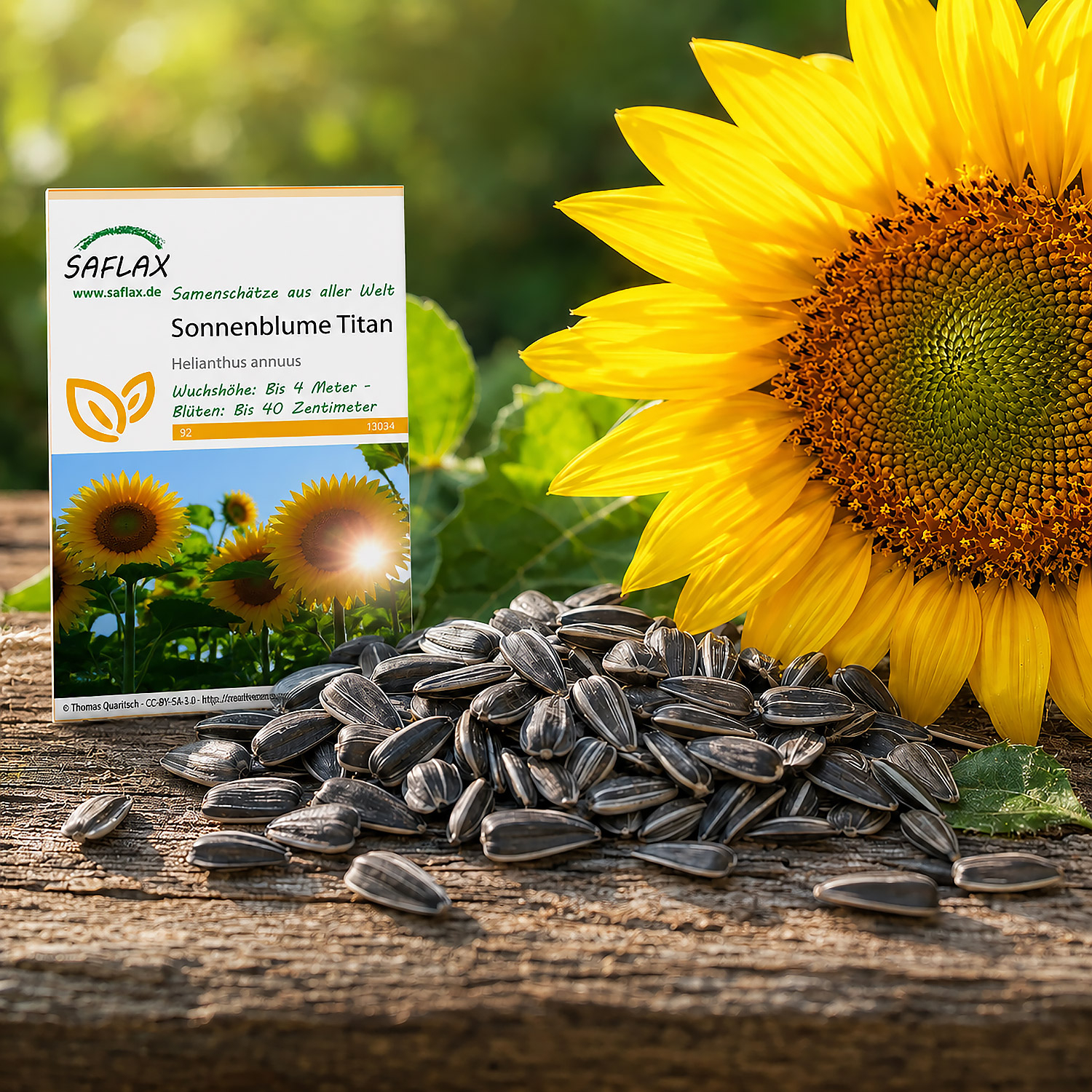 Sonnenblume Titan, Samen, Produktbild 3