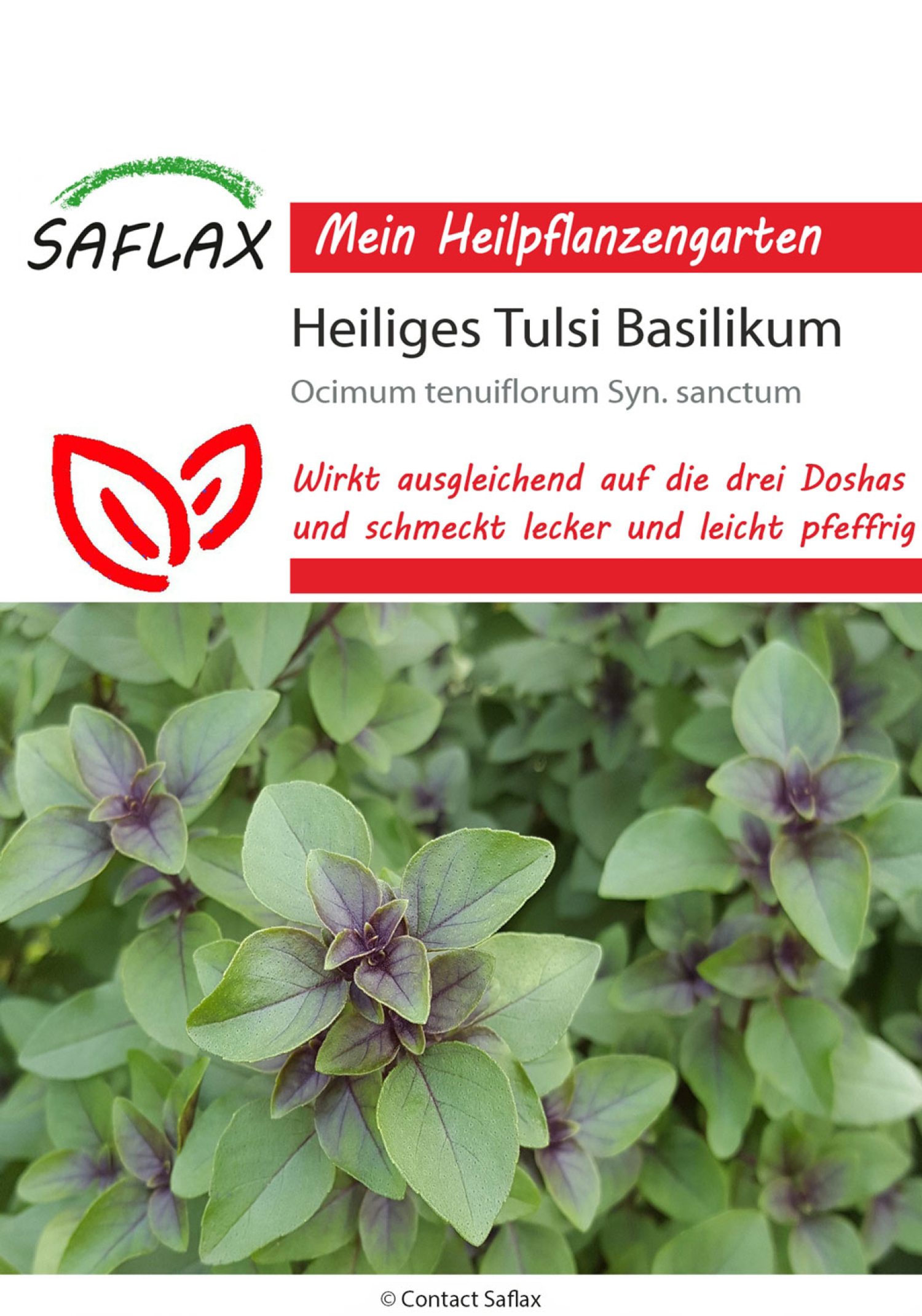 Basilikum „Heiliges Tulsi“, Samen, Produktbild 1