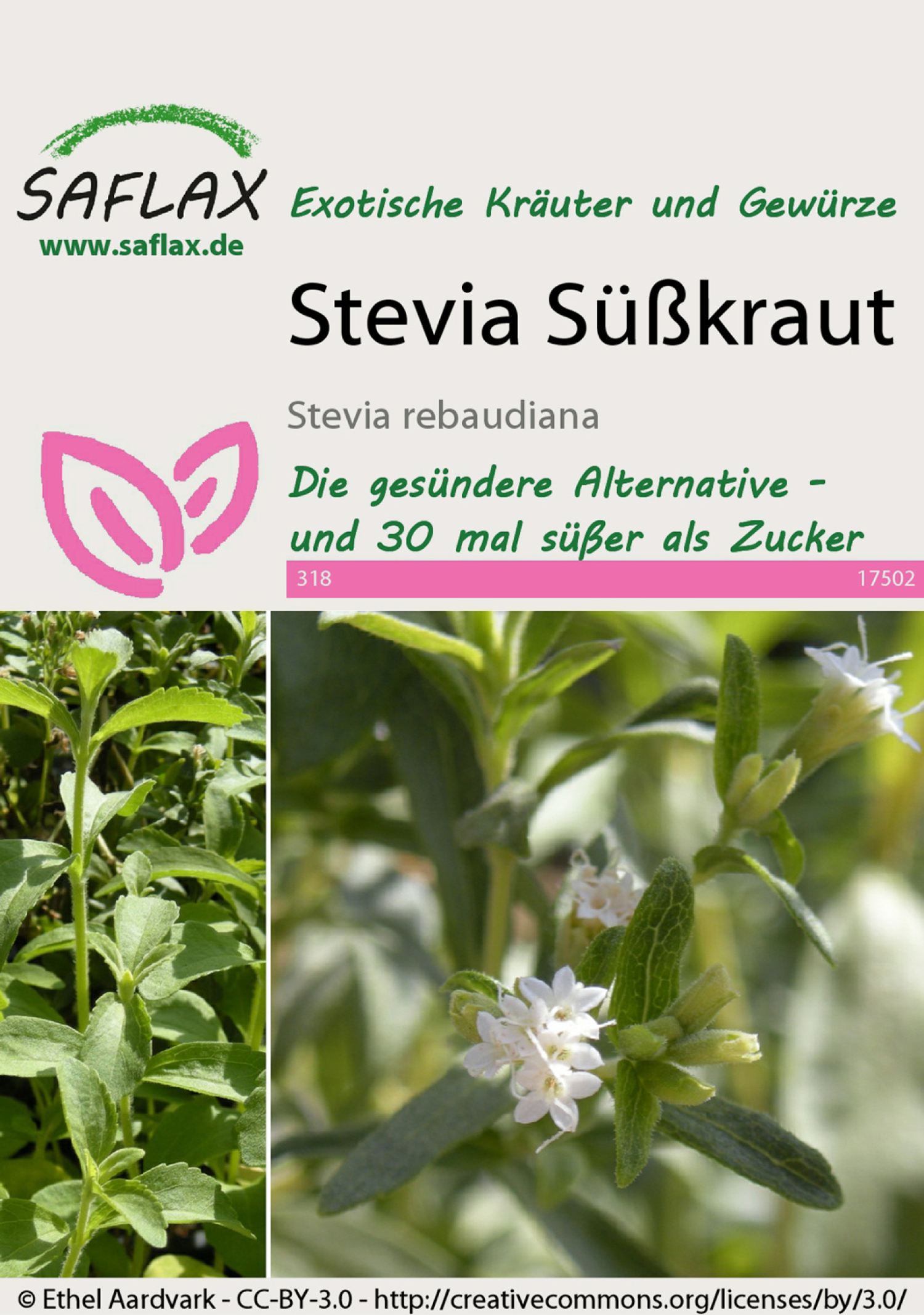 Stevia „Süßkraut“, Samen, Produktbild 1