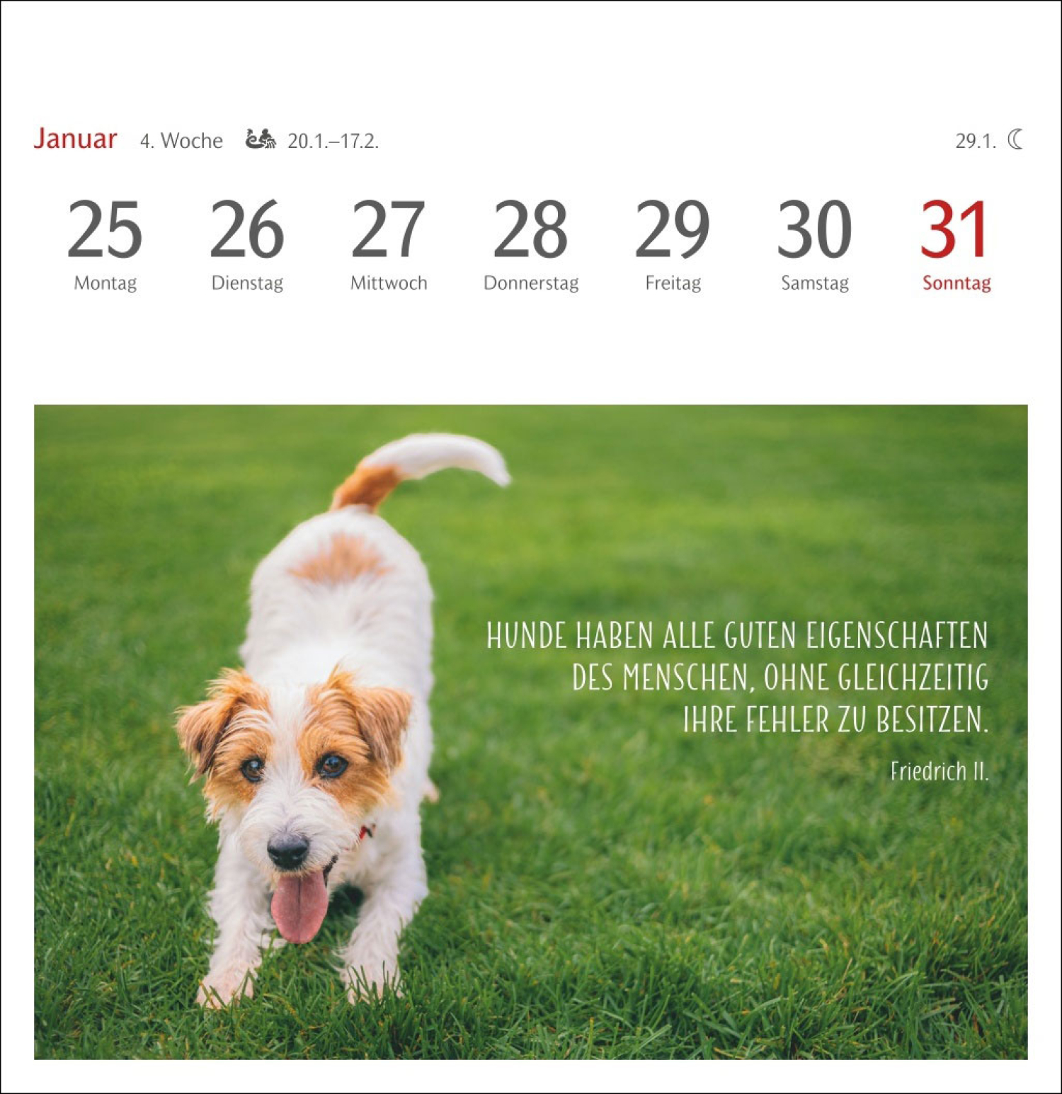 Hundefreunde auf vier Pfoten 2027, Produktbild 3