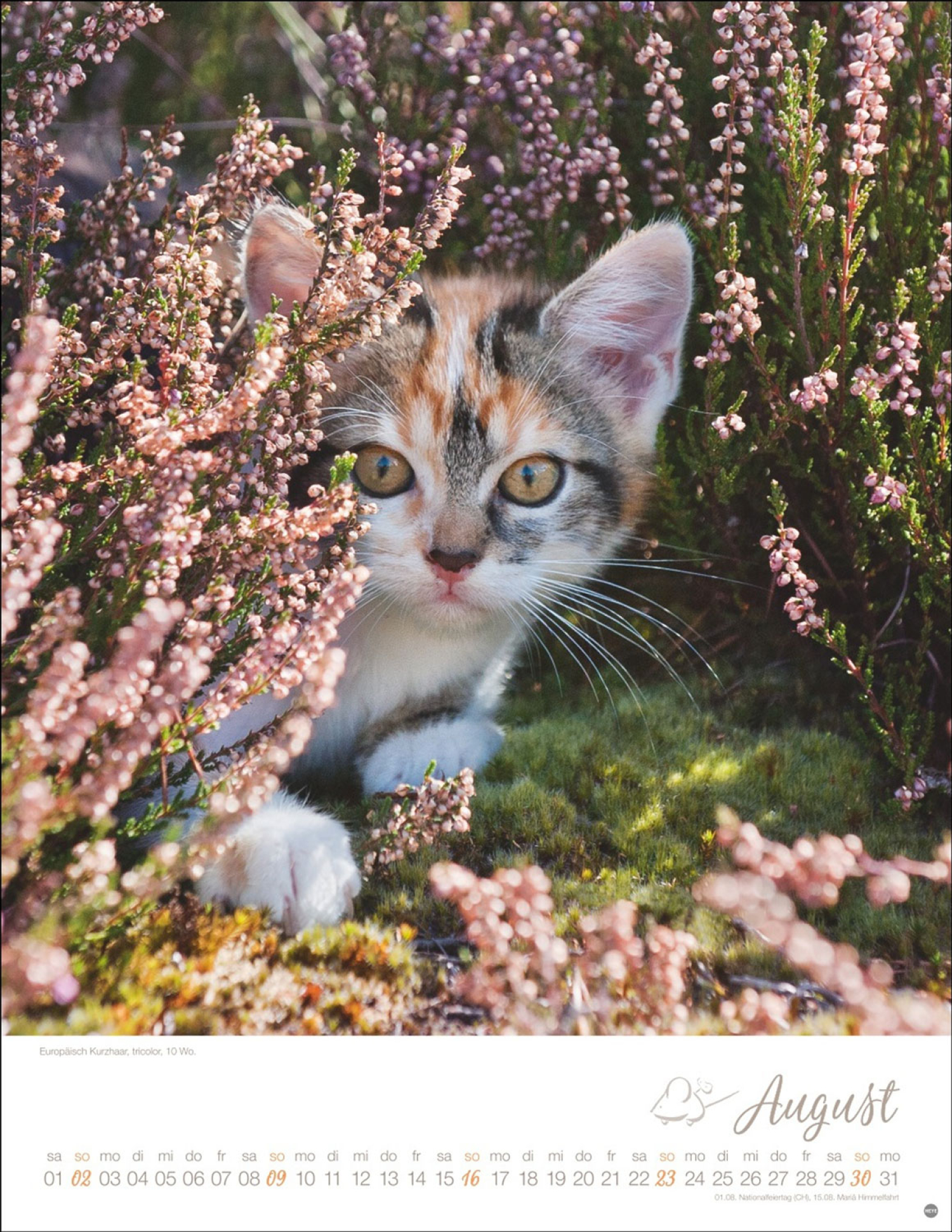 Katzenkalender 2026, Produktbild 3