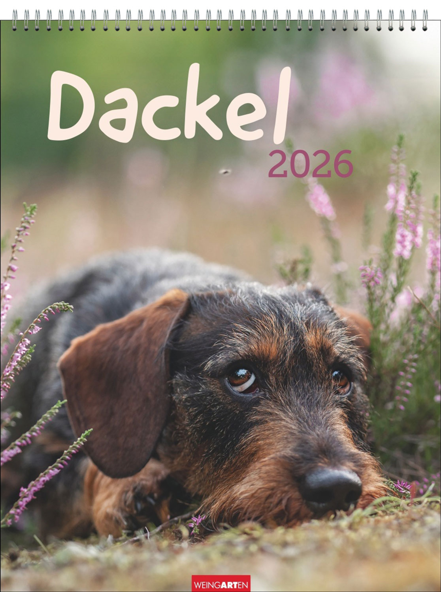 Dackel 2026, Produktbild 1