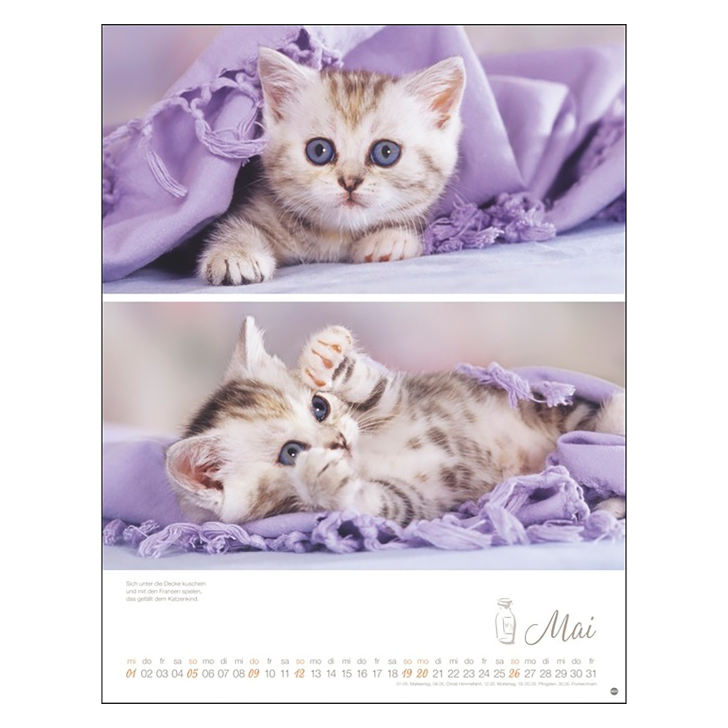 Katzenkinder 2024, Produktbild 4
