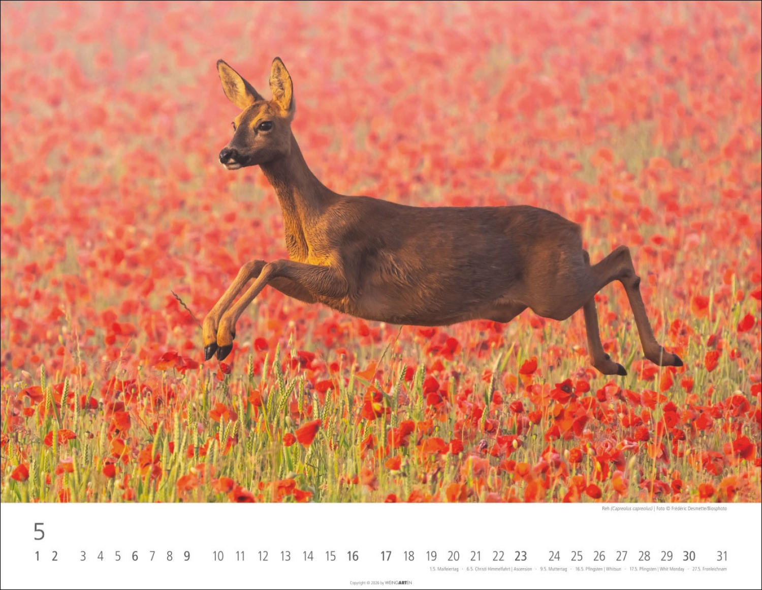 Heimische Wildtiere 2027, Produktbild 5