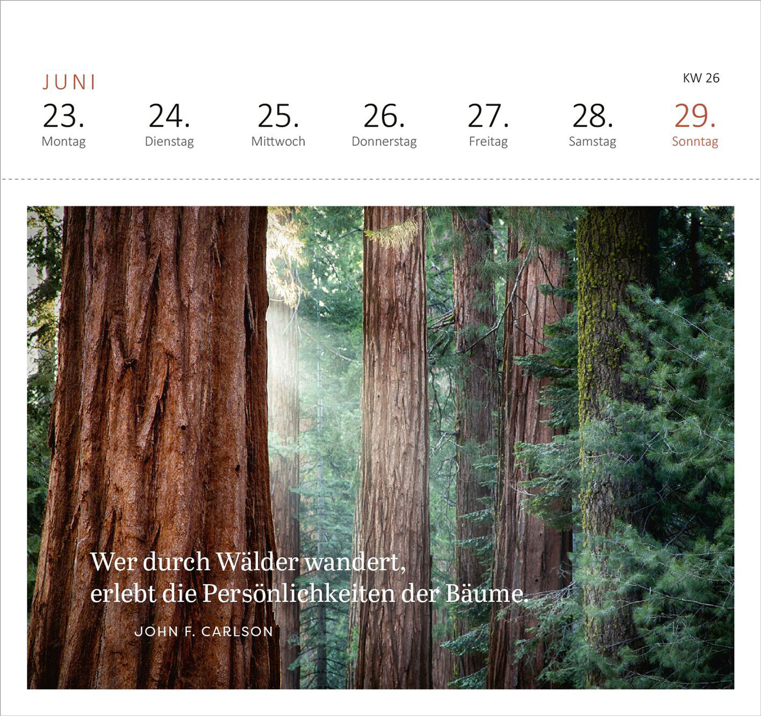 Wald &amp; Wunderbar 2025 Postkartenkalender, Produktbild 3