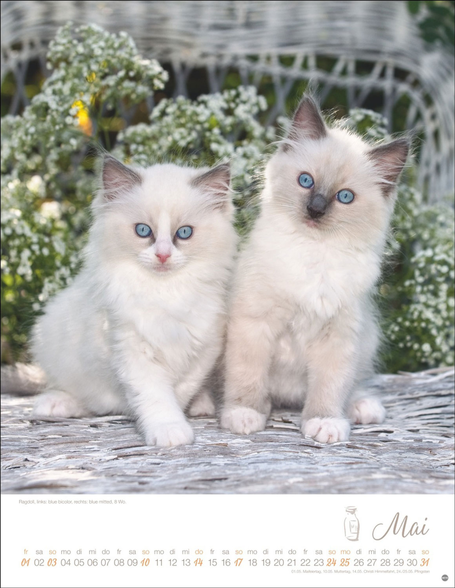 Katzenkalender 2026, Produktbild 4