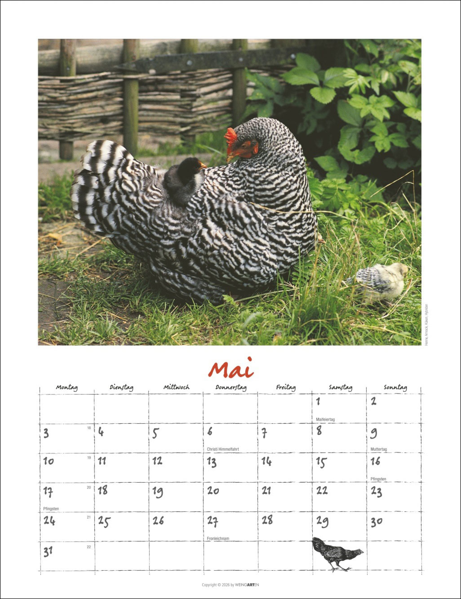 Der Hühnerkalender 2027, Produktbild 2