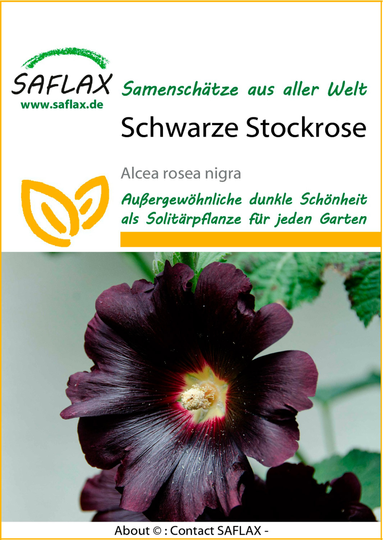 Stockrose schwarz, Samen, Produktbild 1