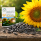 Sonnenblume Titan, Samen, Produktbild 3