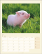 Schweinchen 2026, Produktbild 2