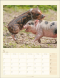 Schweinchen 2026, Produktbild 3