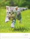 Katzenkalender 2026, Produktbild 2