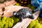 Specksteinfigur „Schildkröte”, Produktbild 2