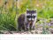 Heimische Wildtiere 2026, Produktbild 4